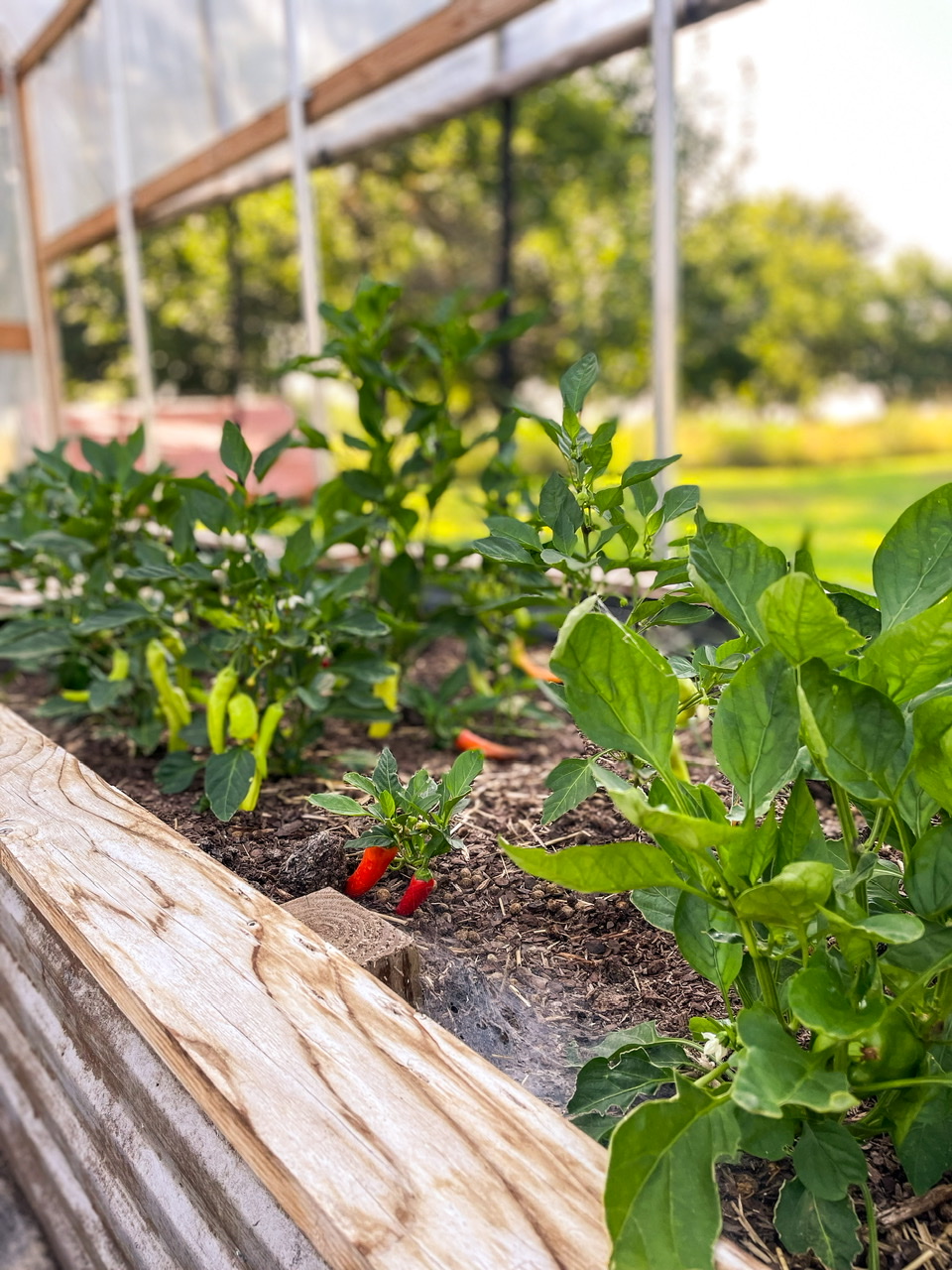 Pepper plants in high tunnel
