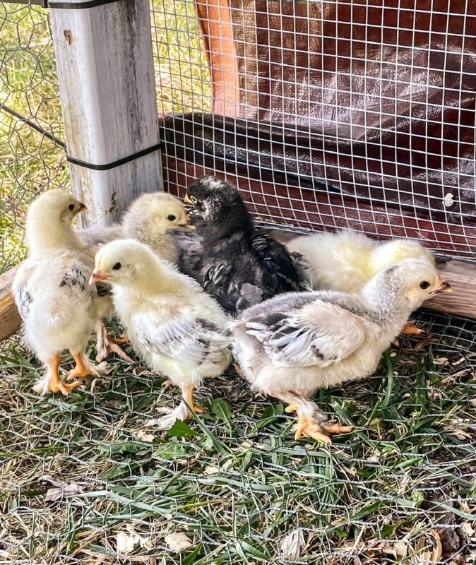 baby chicks