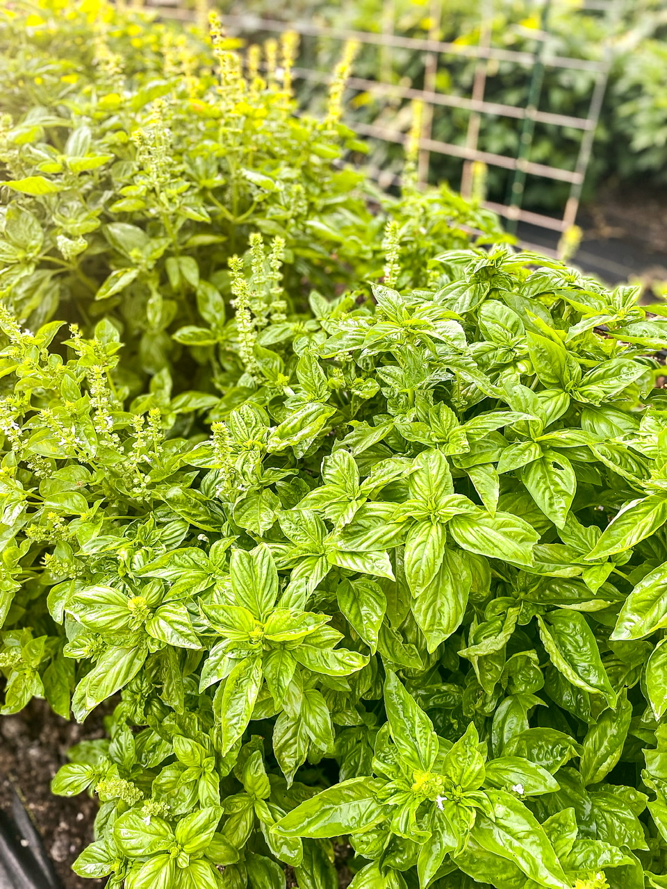Genovese Basil
