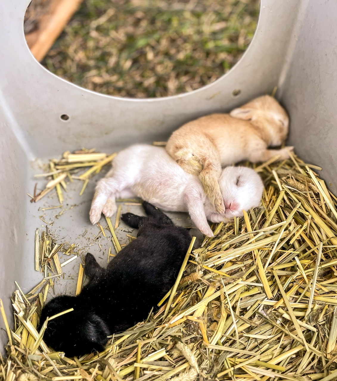 three baby rabbits