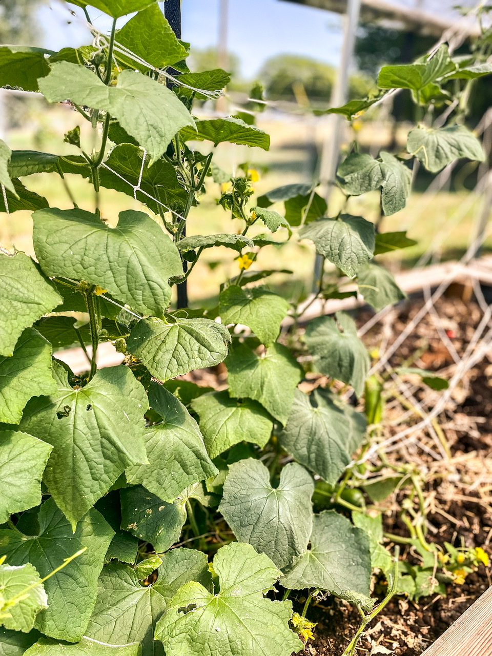 Marketmore cucumber plants