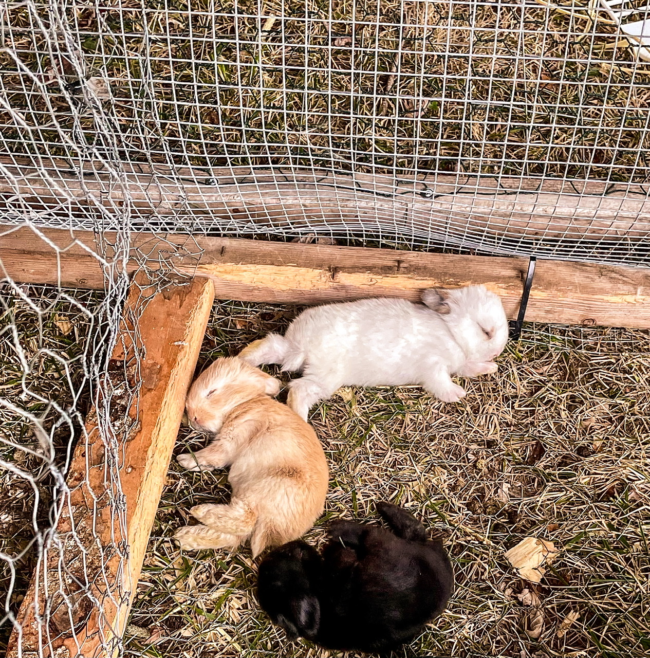 Three week old rabbit kits
