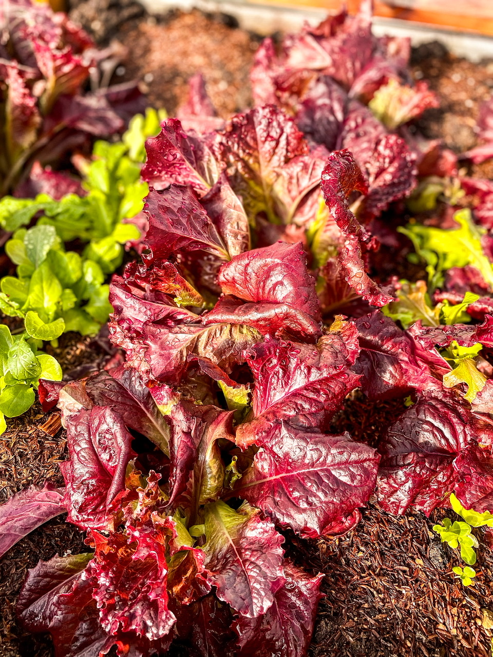 Mixed lettuce, red and green