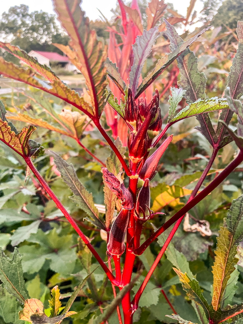 Red Okra Plant