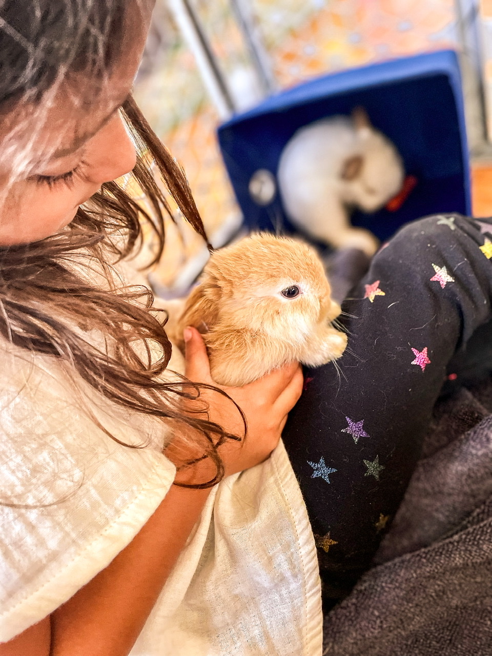 Little girl with two baby rabbits