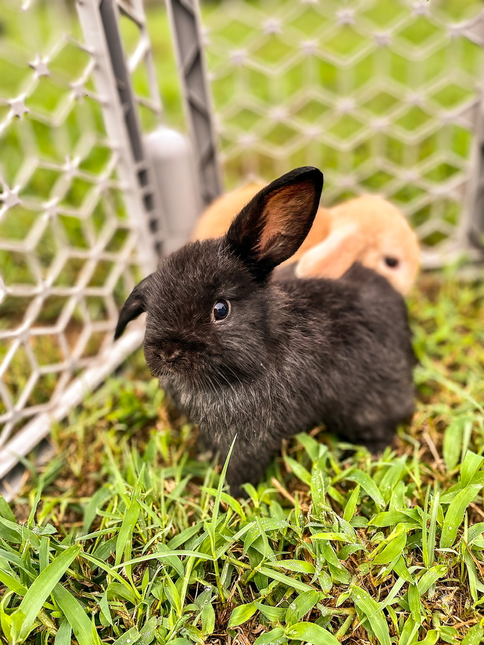 black and tan baby rabbits