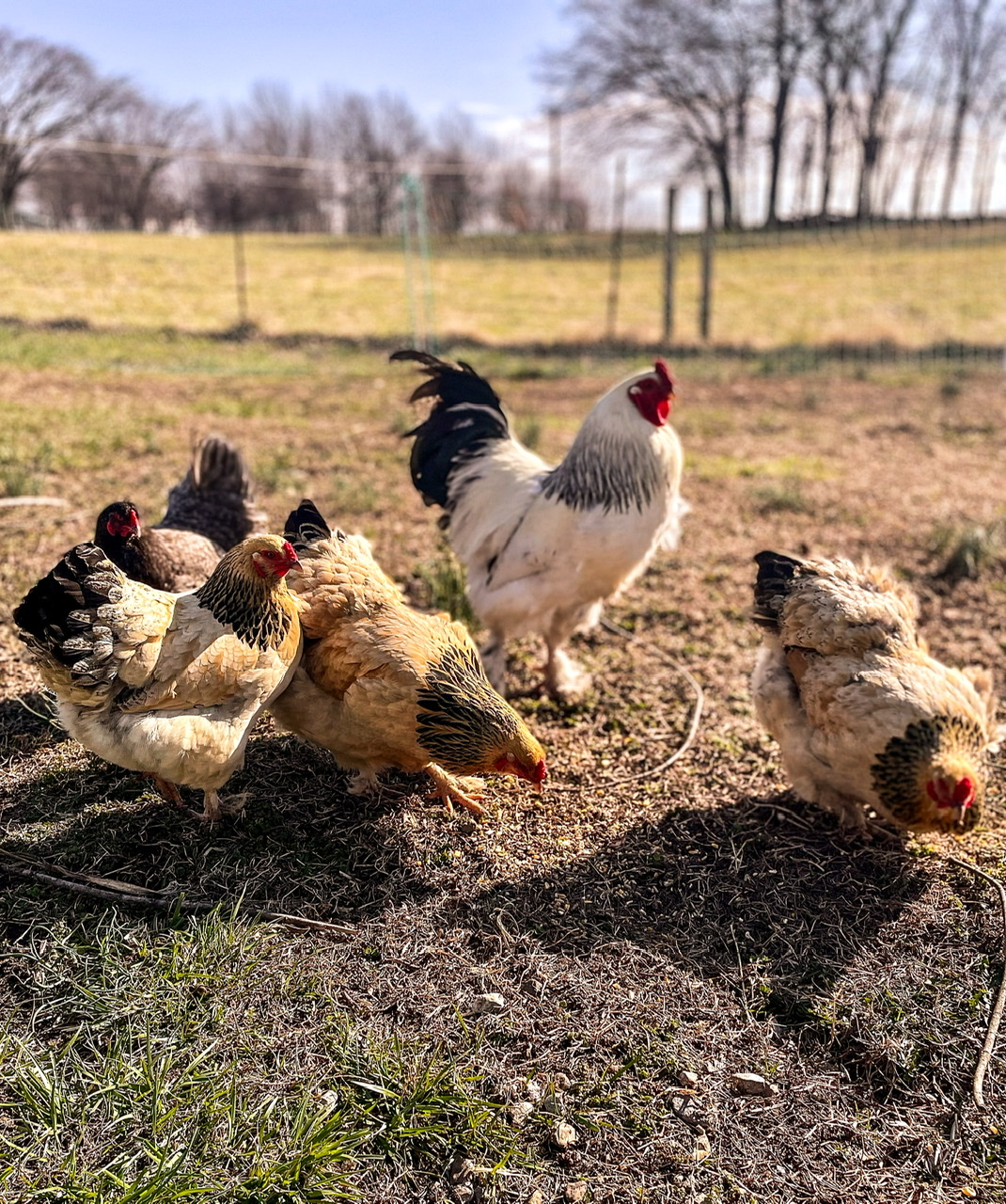 three tan brahmas and and one white rooster