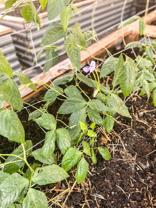 Noodle beans on a trellis