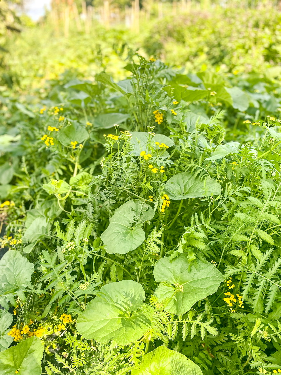 Feverfew plant