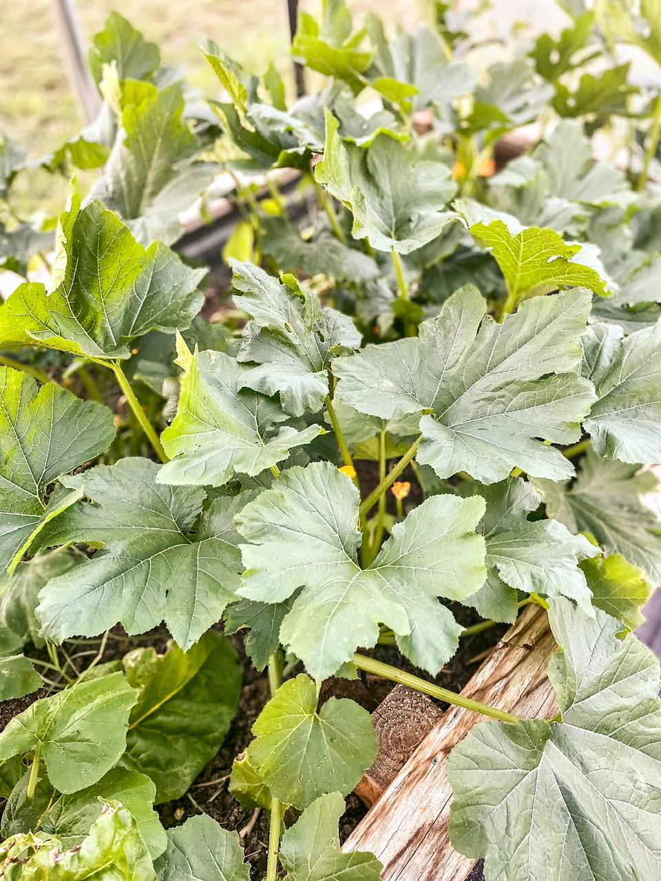 squash plants in high tunnel