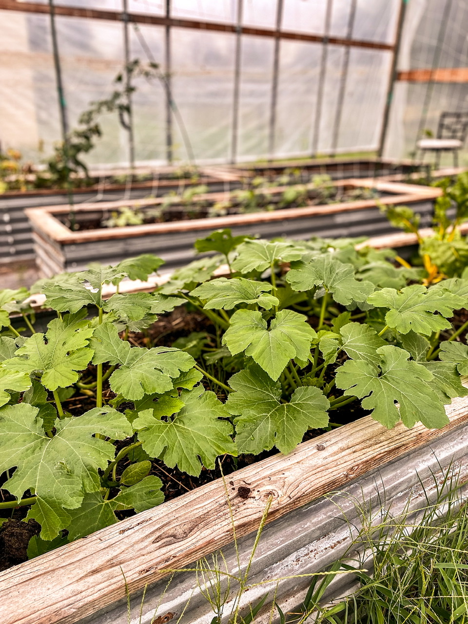 Plants in a high tunnel