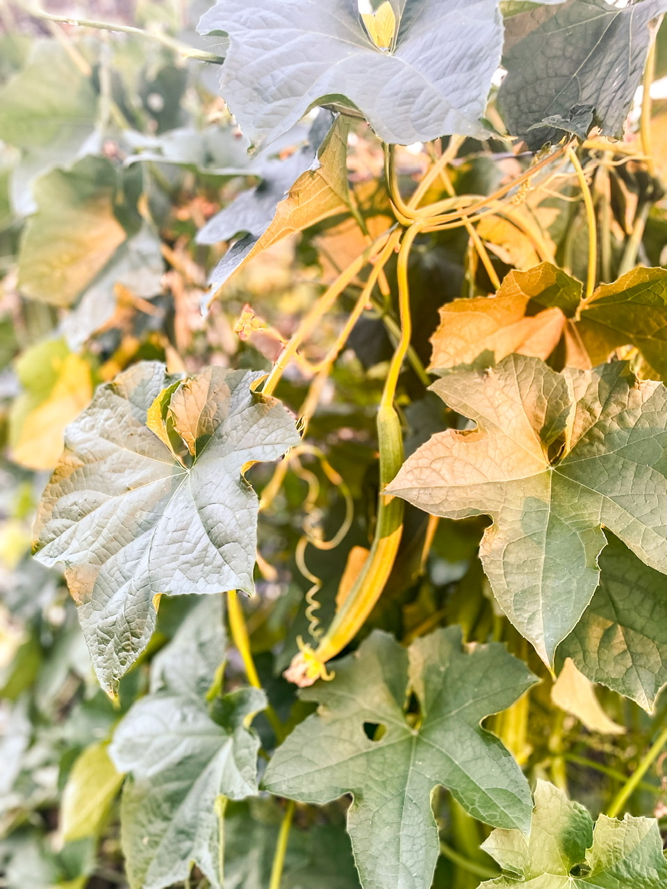 Loofah plant in the front yard garden