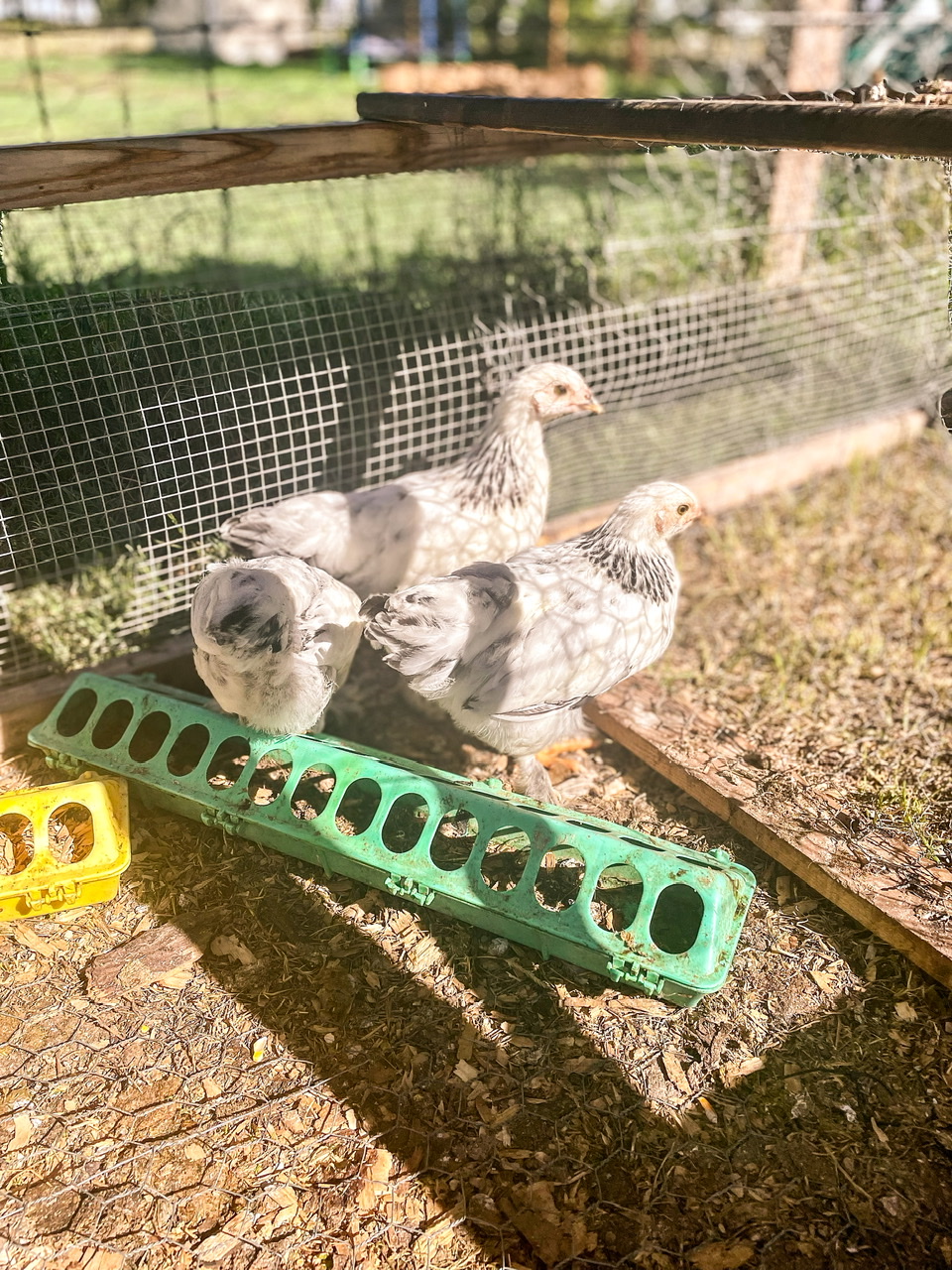 Three baby chicks