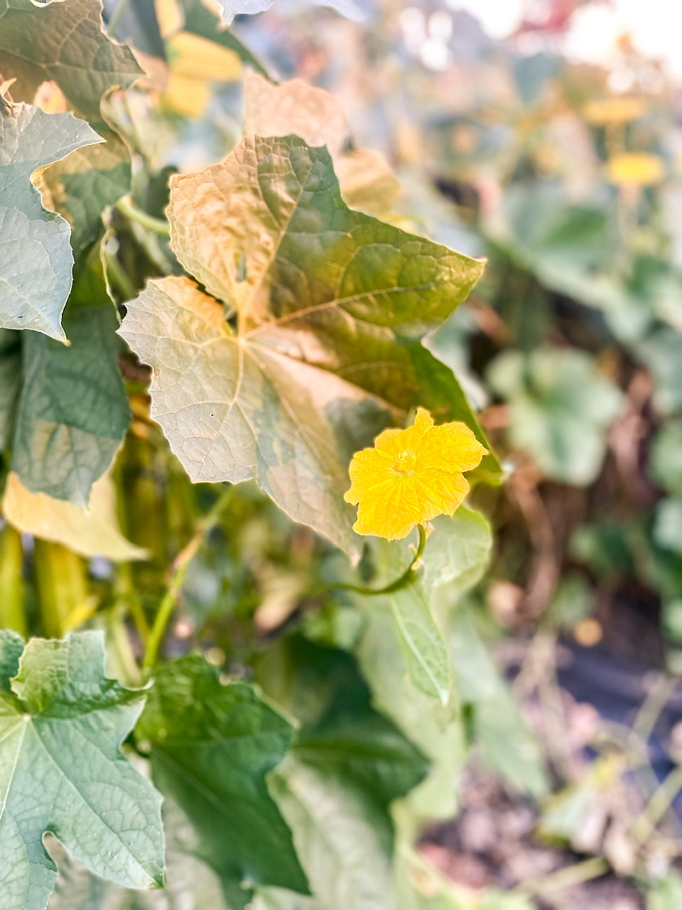 Bloom on a loofah plant