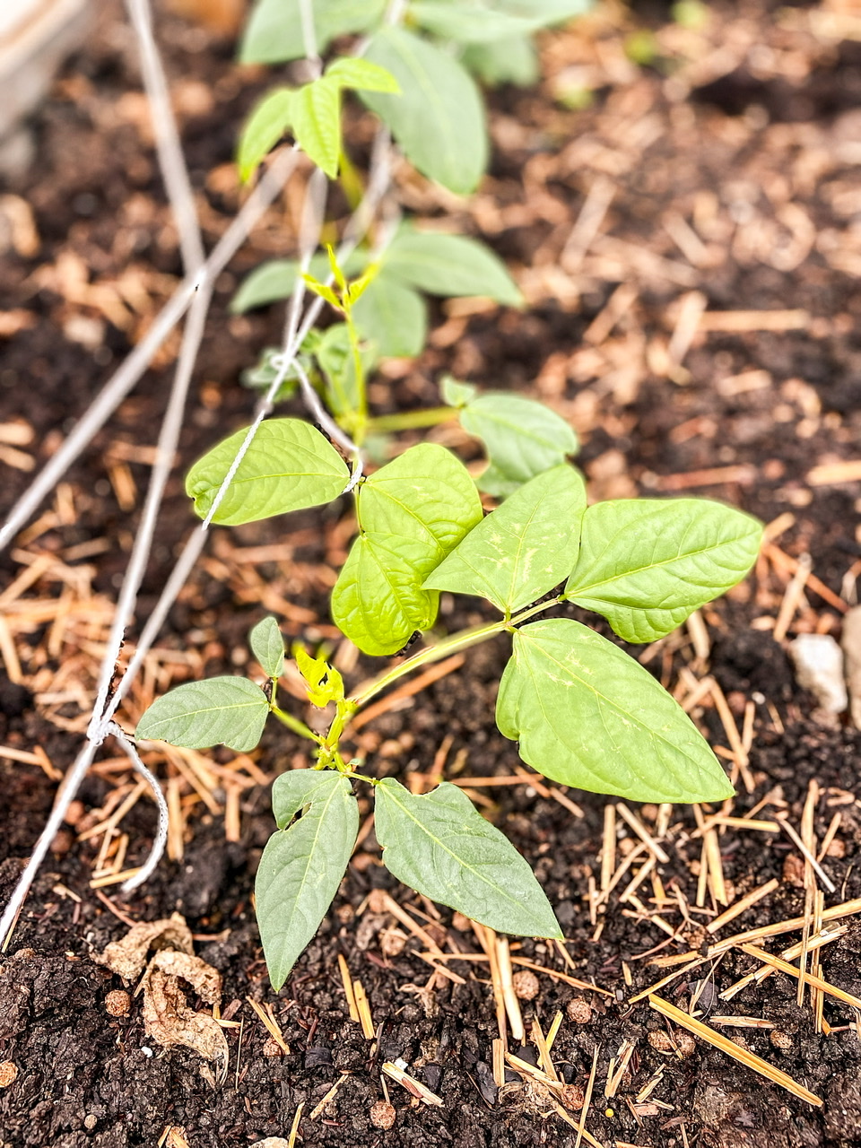 Bean plants on a trellis