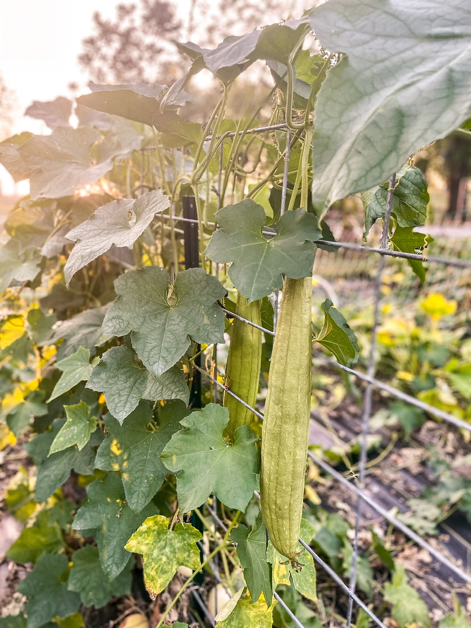 Loofah hanging on a plant