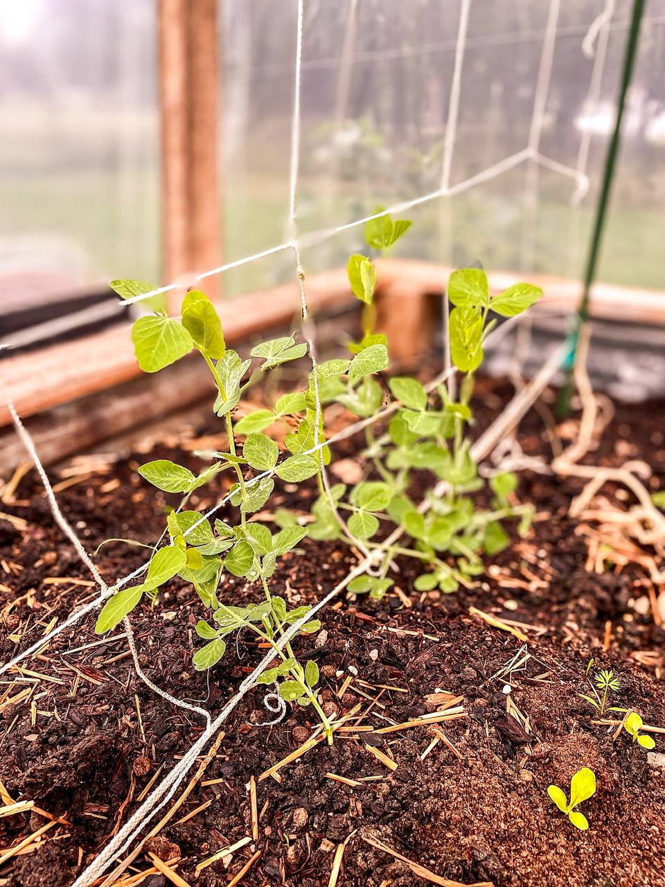 Pea plant on a trellis