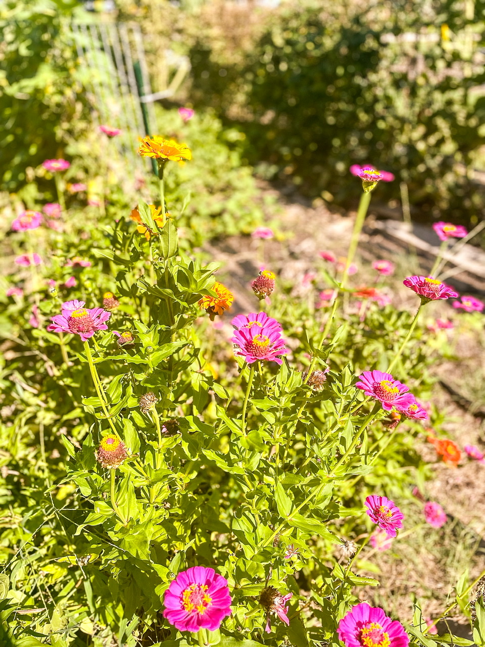 Pink and yellow Zinnias