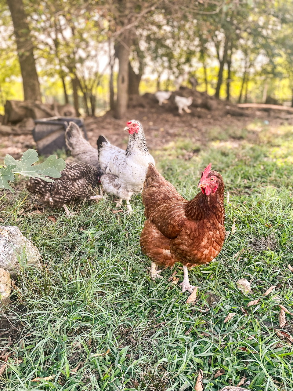 white and red chicken outside