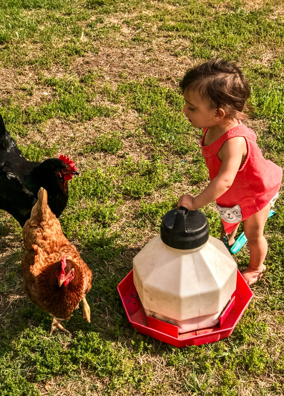 Little girl with a chicken and chicken waterer