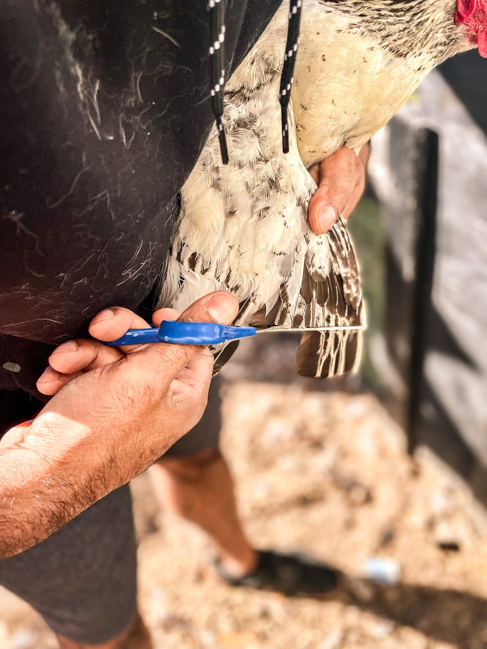 Clipping a chicken's wings