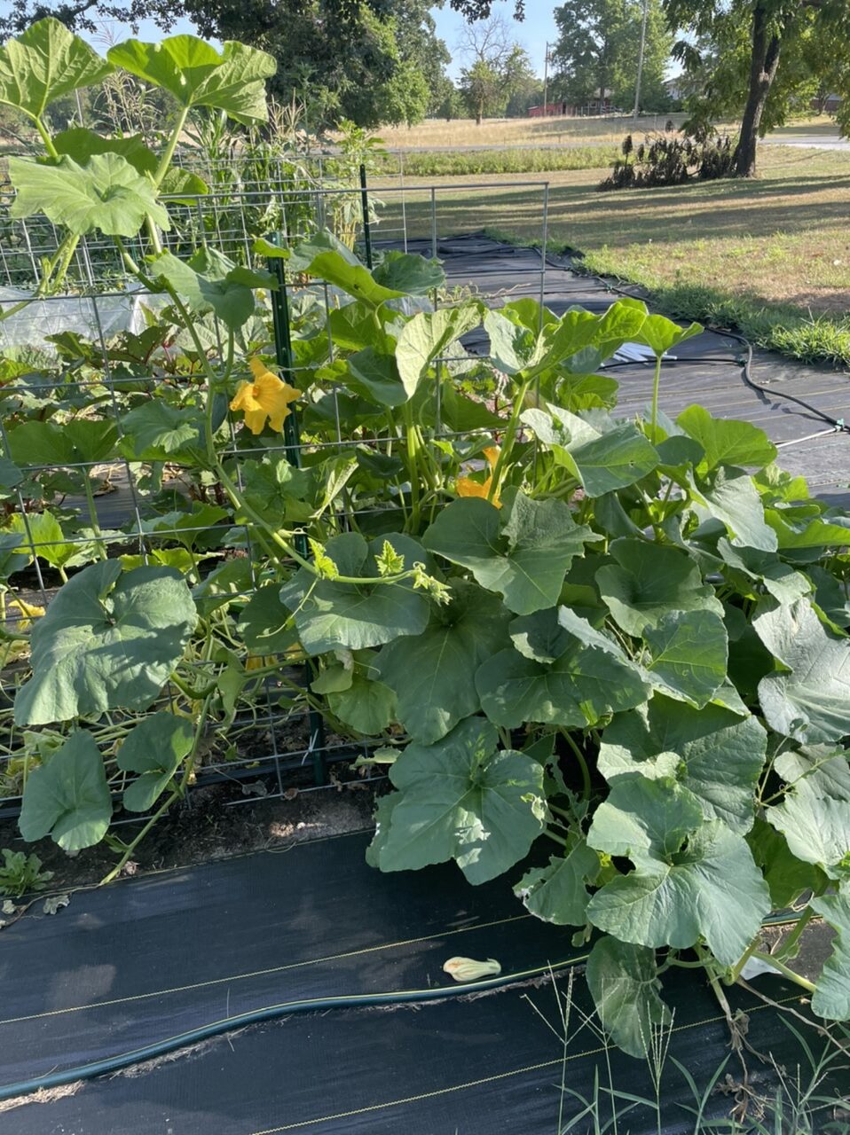 Young pumpkin plant