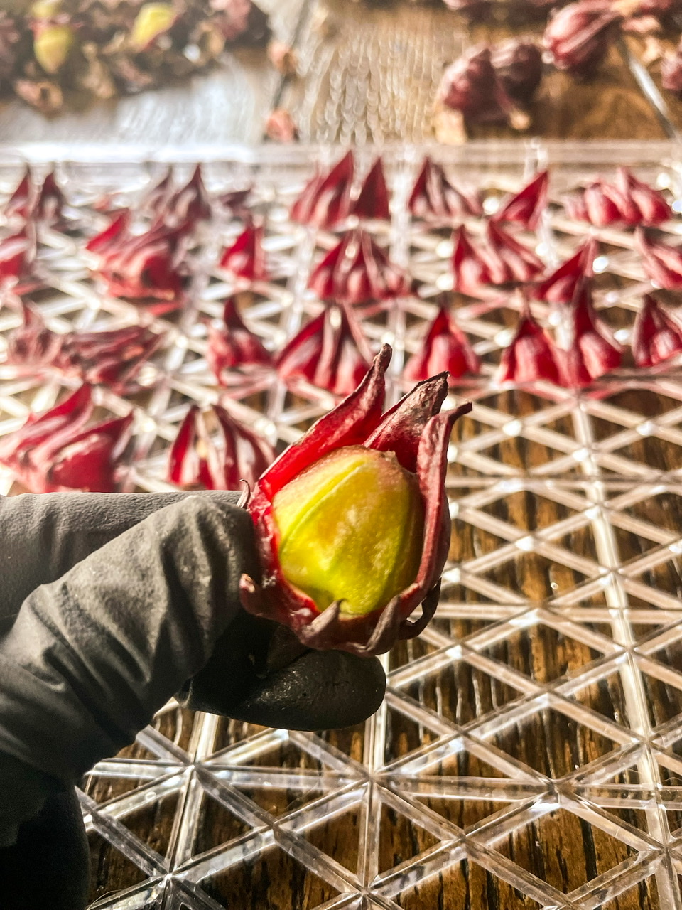 holding a peeled roselle calyce