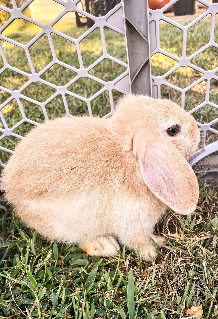 tan rabbit