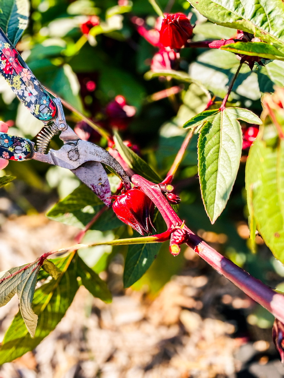 cutting a roselle calyce off a plant