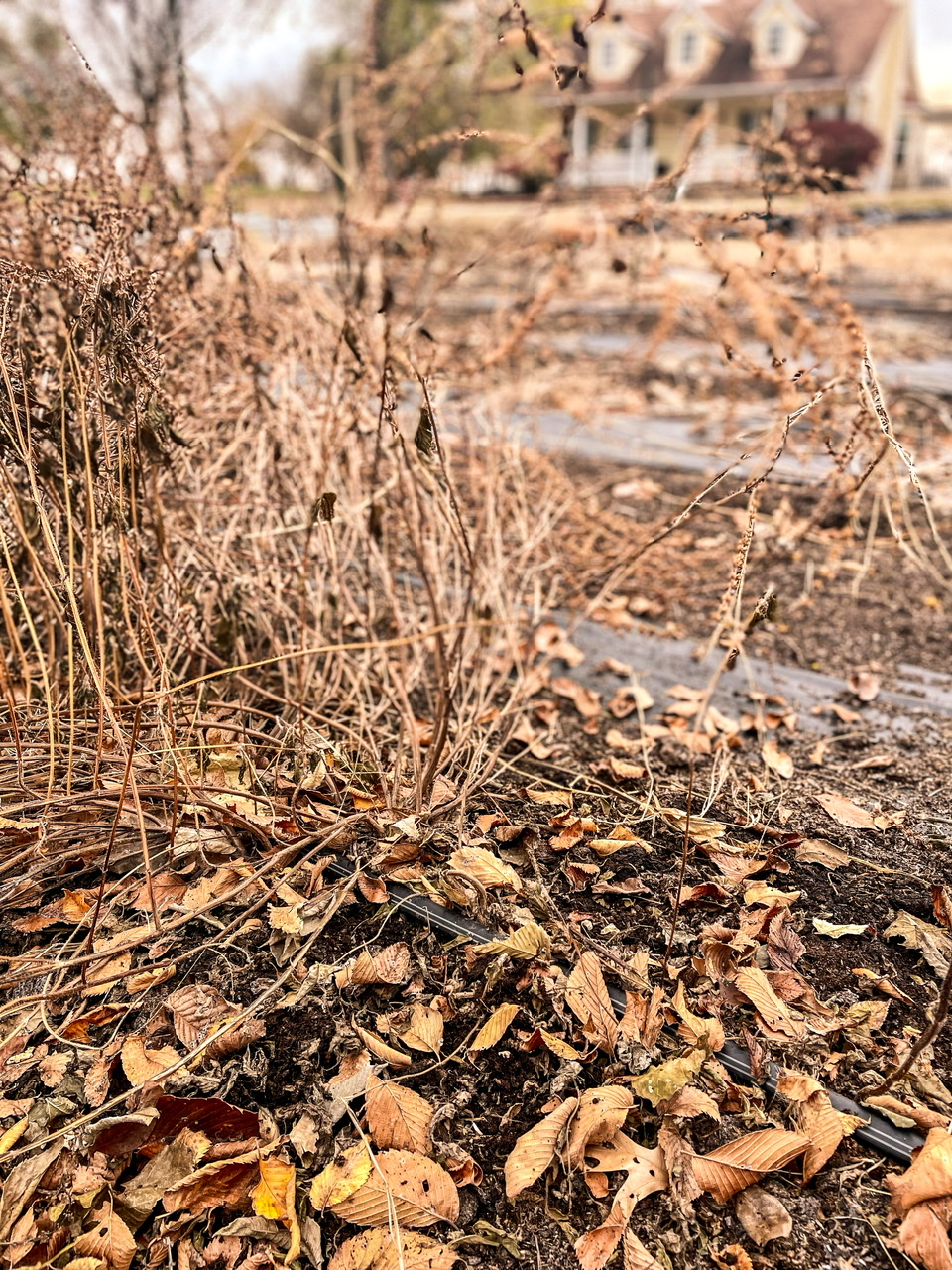 Dried out basil plant in a garden