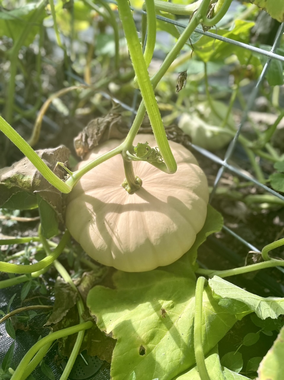 orange pumpkin on a vine