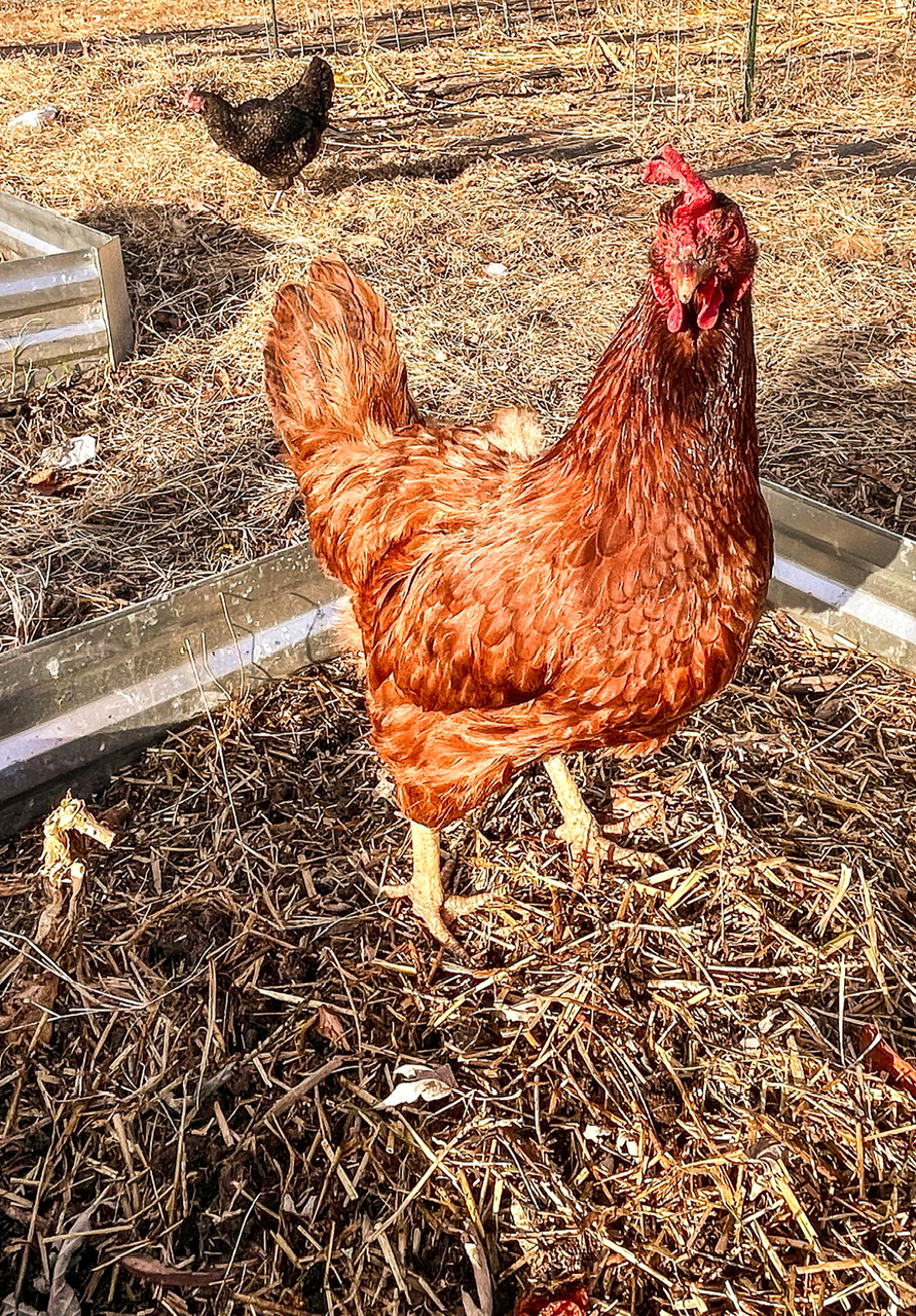 chicken prepping a raised bed