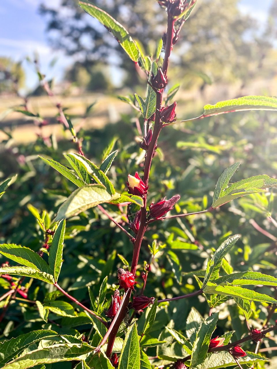 Roselle plant in the sunlight