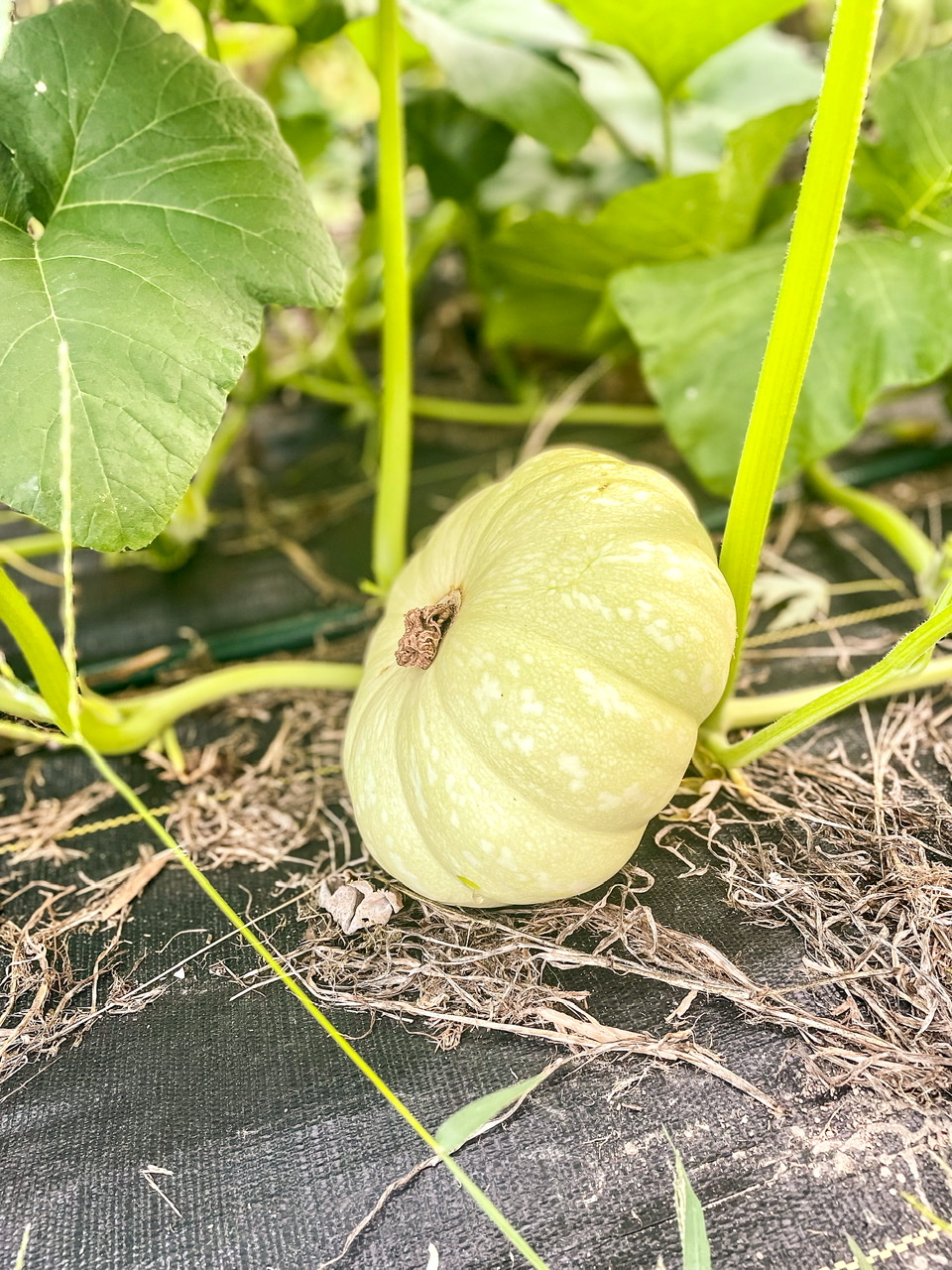 Young green pumpkin plant