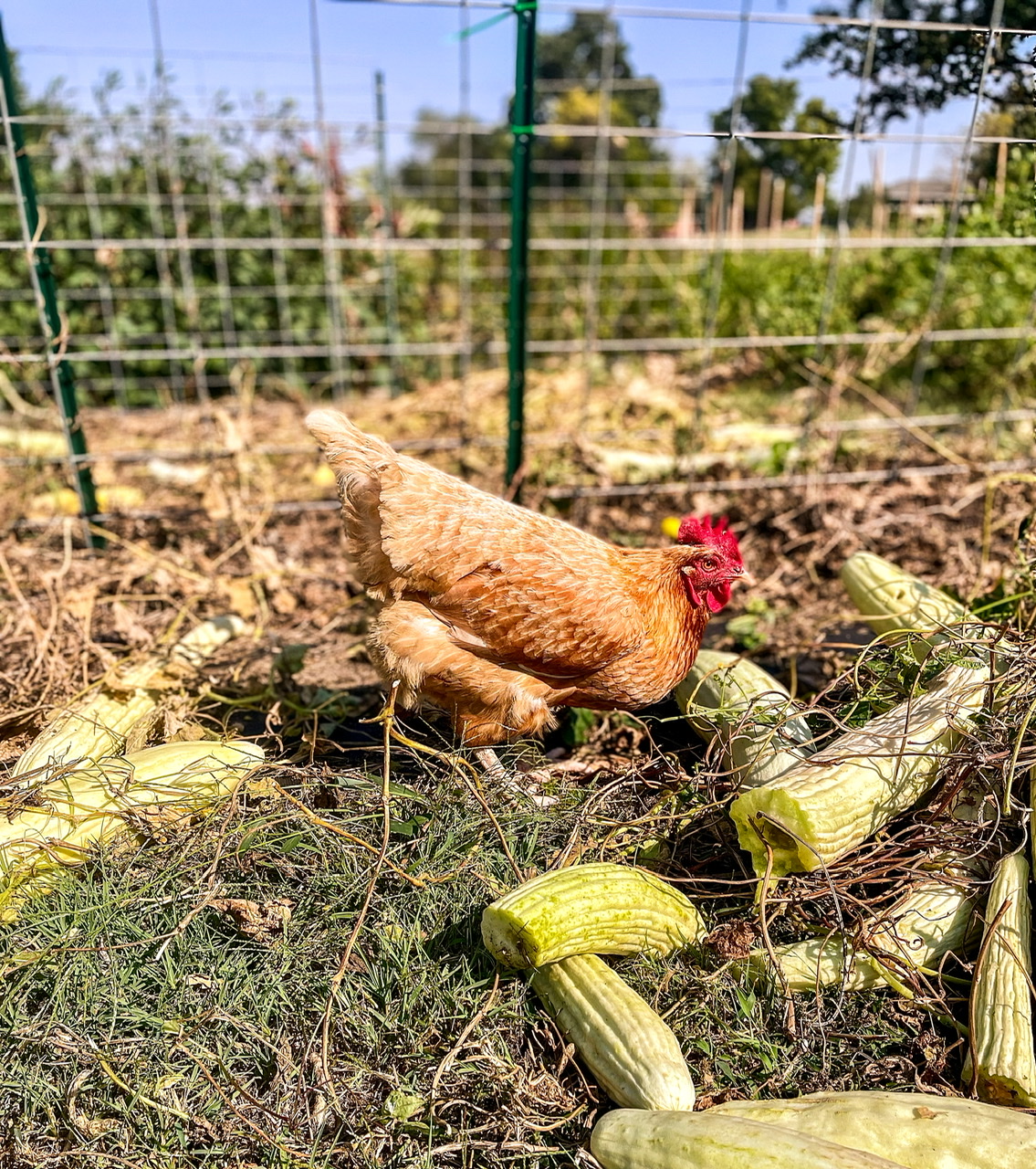 Red chicken in the garden