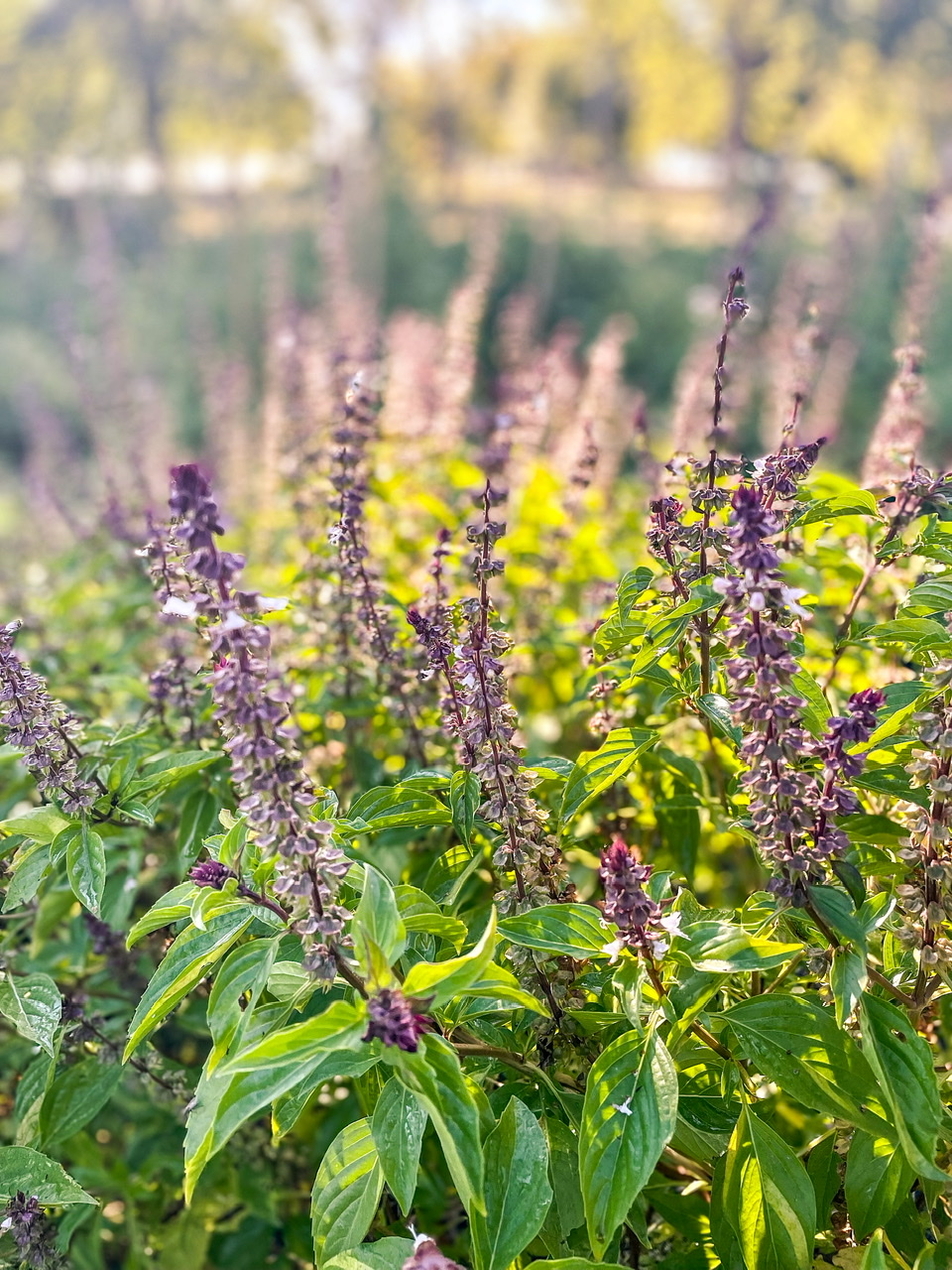 Basil plant with purple flowers