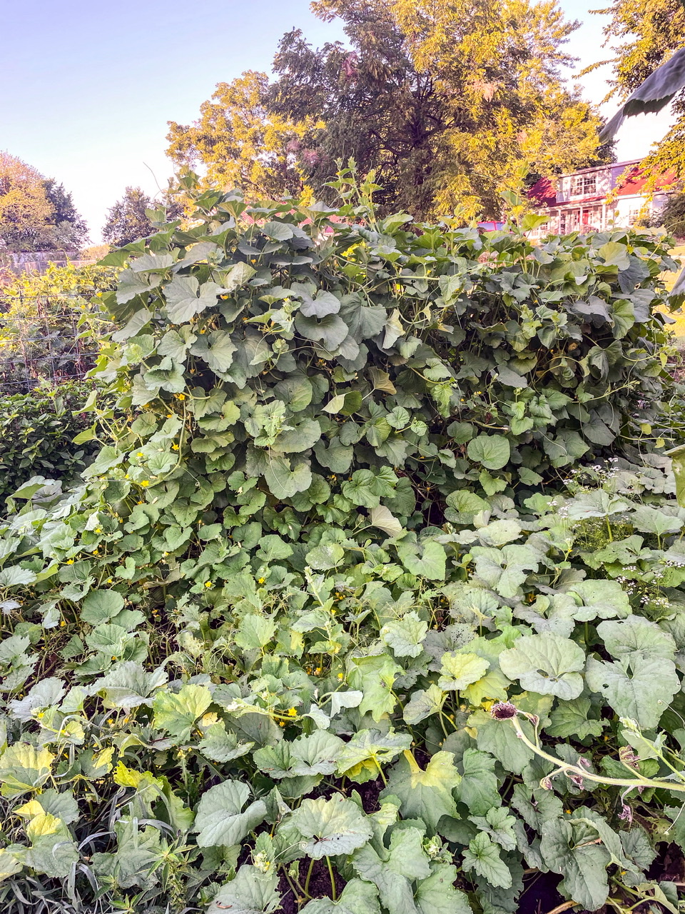 Squash plant growing on a trellis
