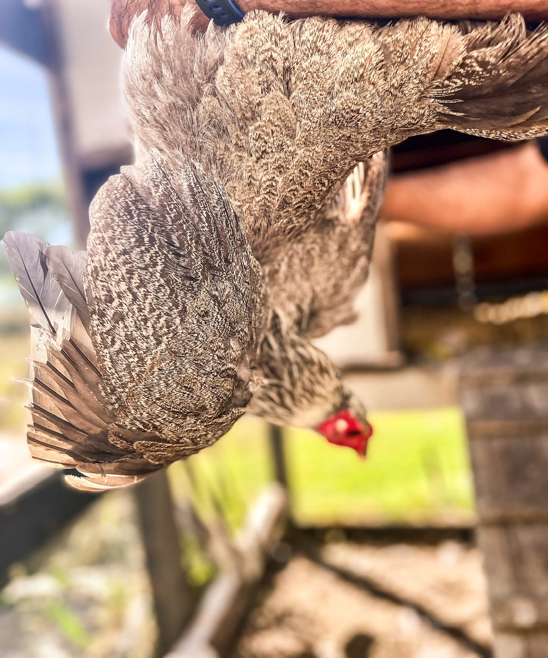 Upside down chicken with it's wings clipped