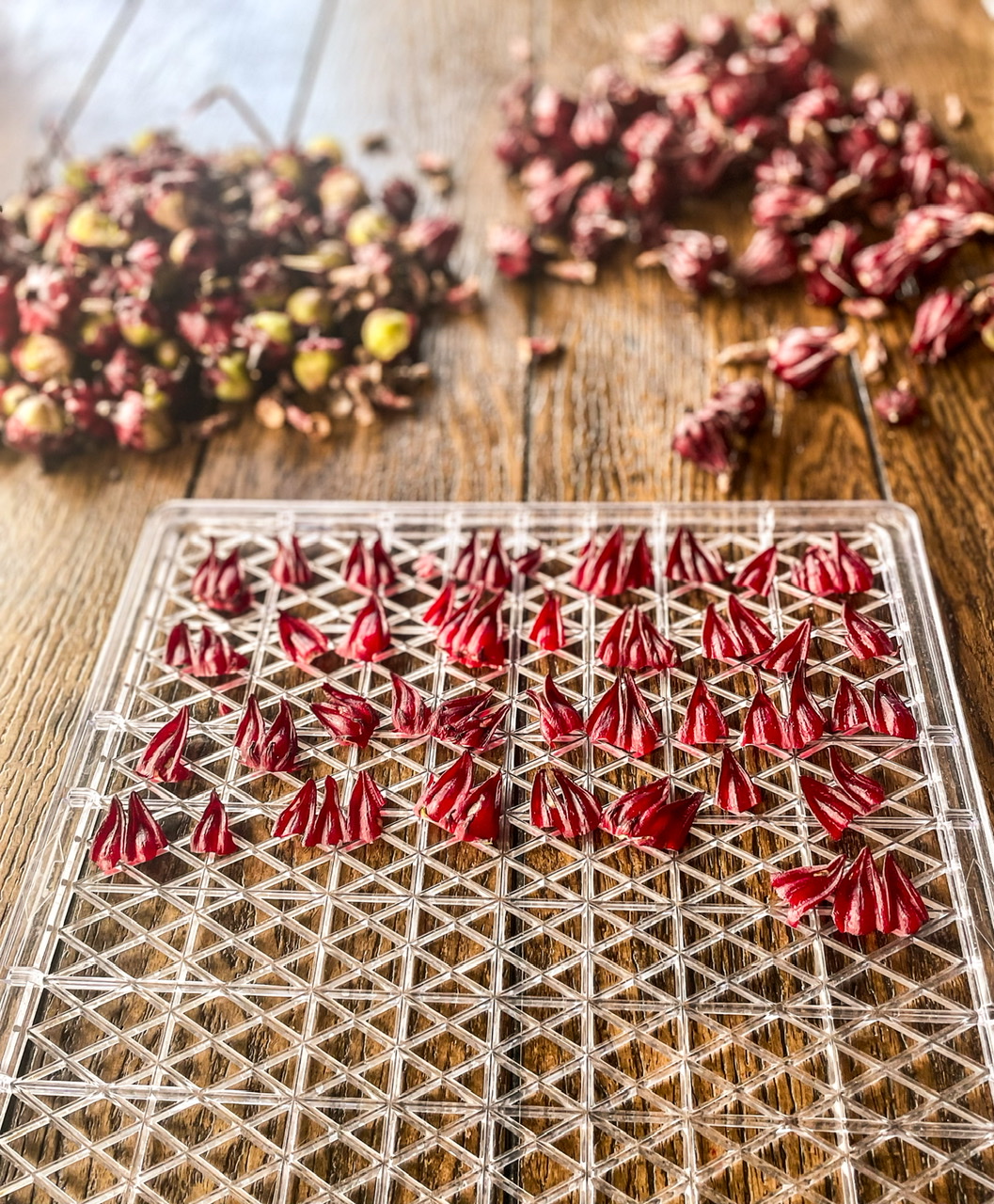 Roselle calyces on a dehydrating rack