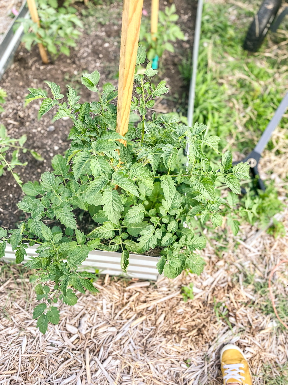 Tomato plant in a raised bed with a yellow shoe