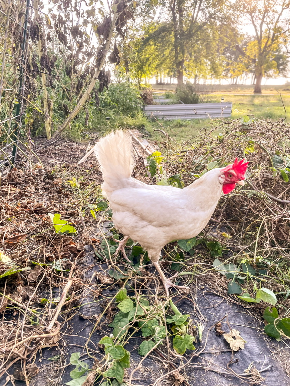 Chicken in the garden