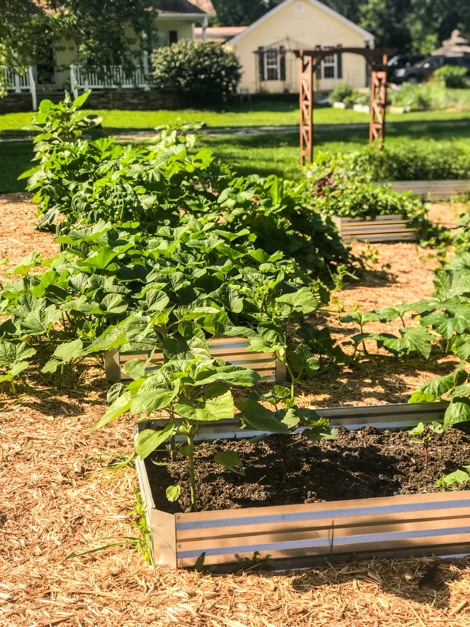 Galvanized raised beds