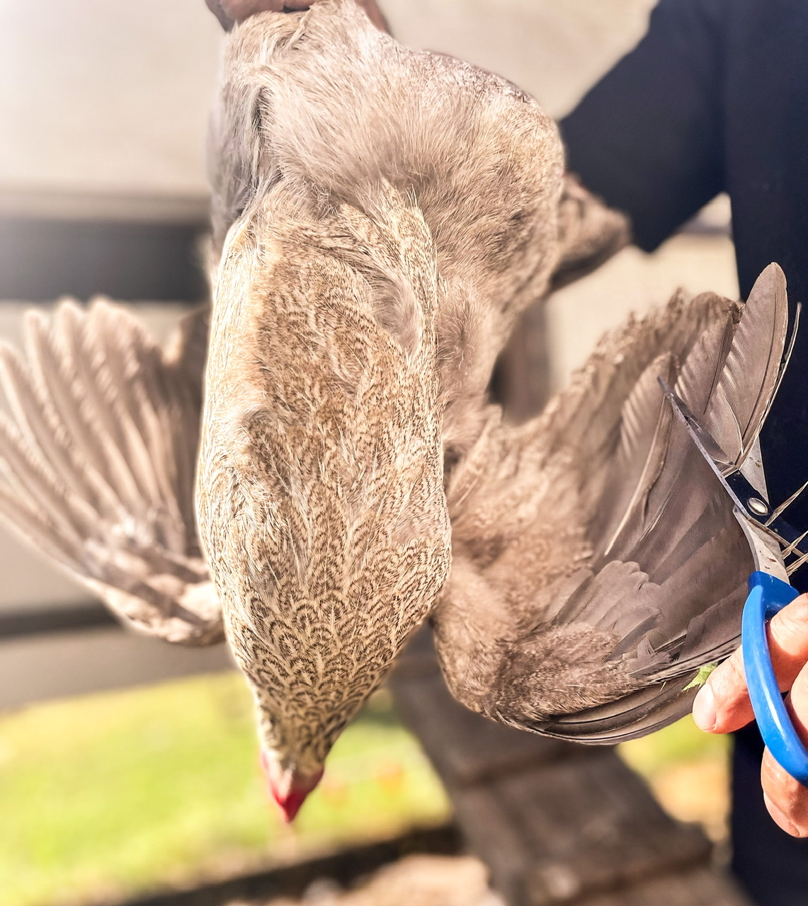 Clipping secondary wings