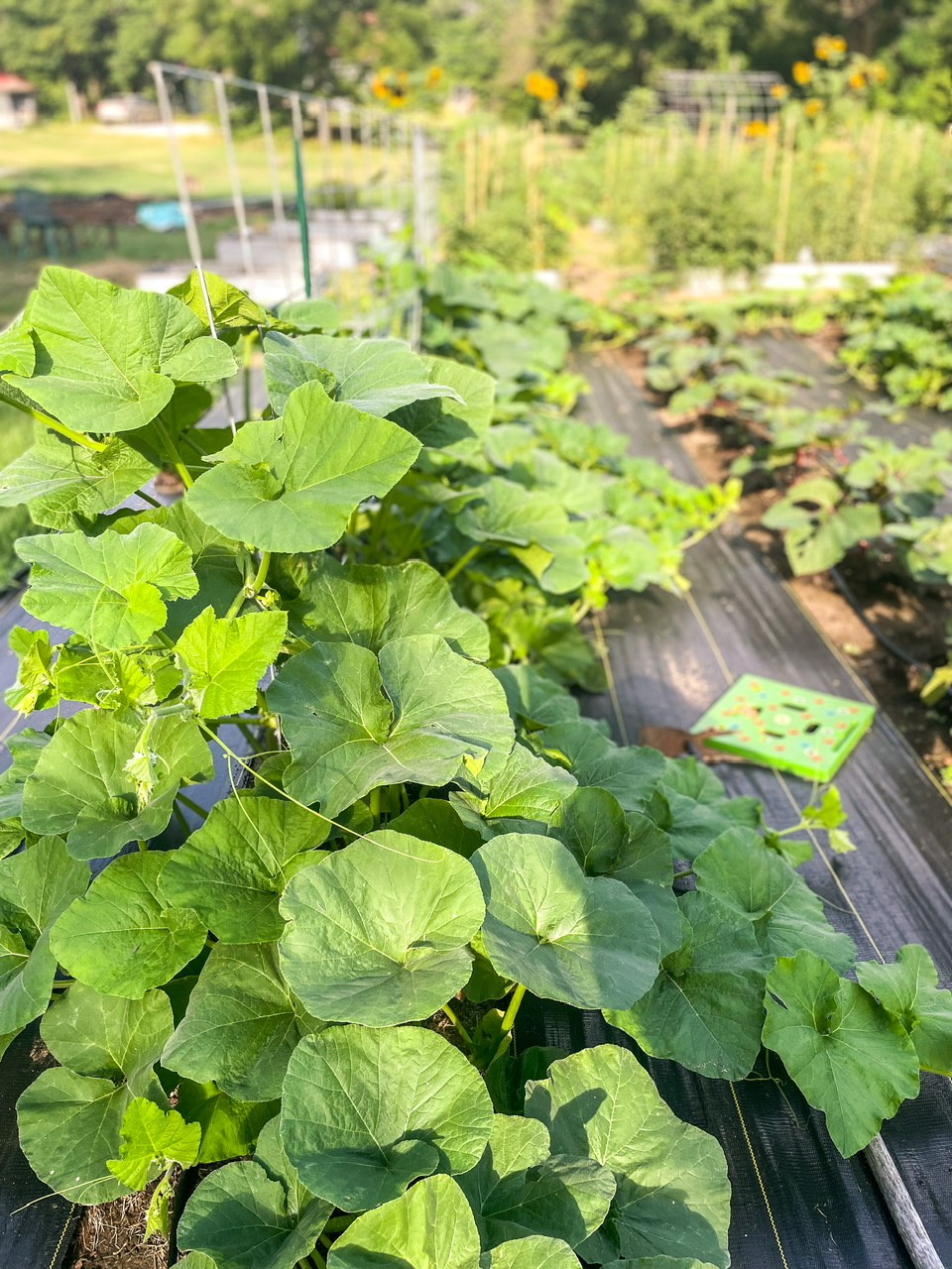 Squash plant growing on a trellis