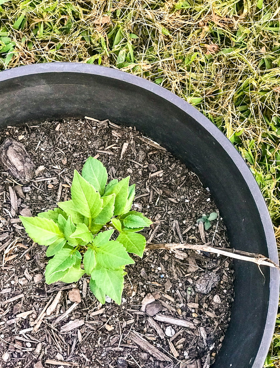 pot with a plant growing in it