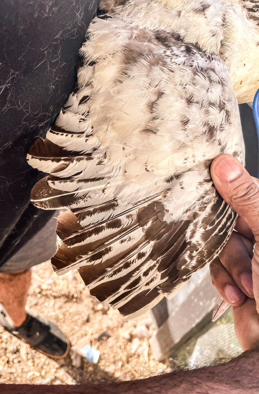 How to Easily Clip a Chicken's Wings The Art of 1 Acre