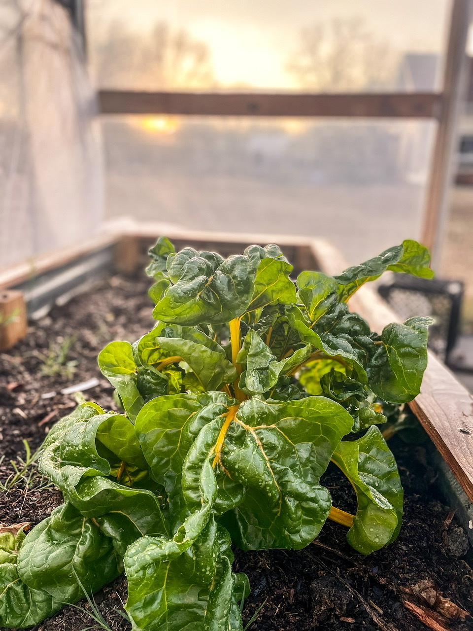 Chard in high tunnel