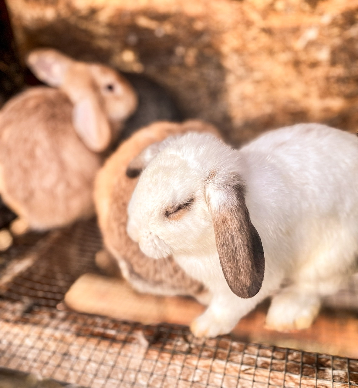 two tan and one white rabbit