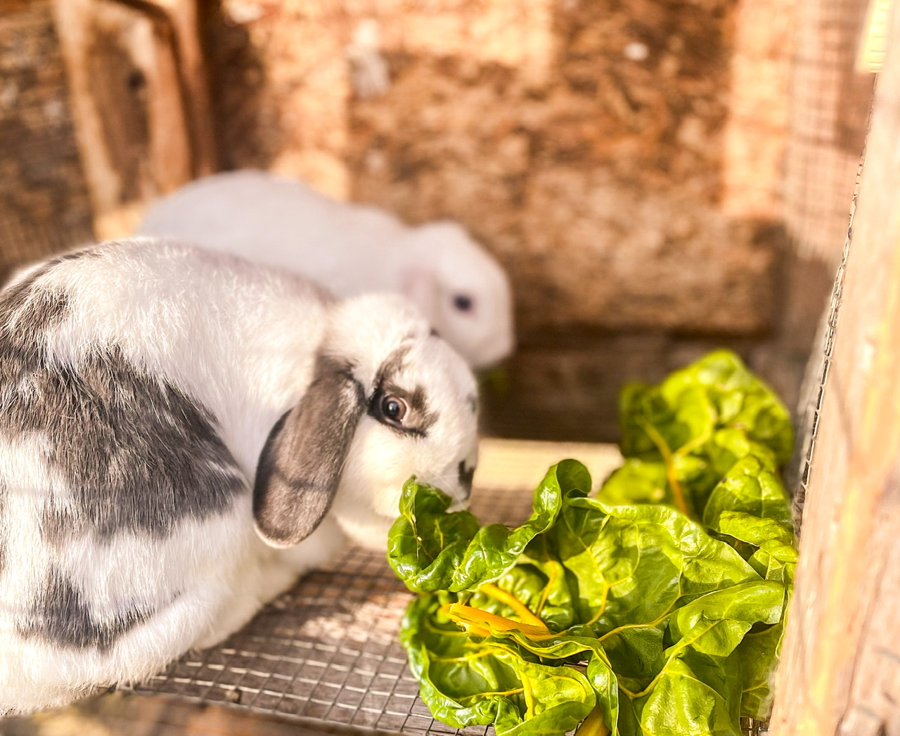 two rabbits eating chard