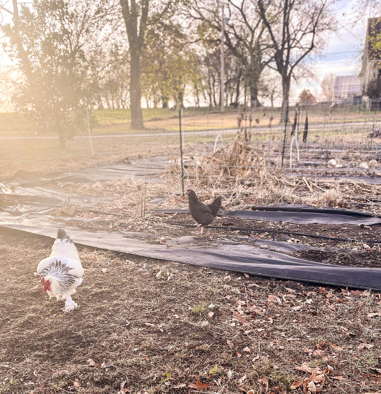 rooster and black hen in the garden